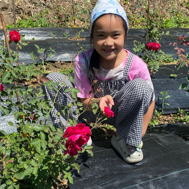 保加利亞玫瑰純露