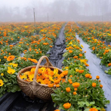 金盞花浸泡油 50ML