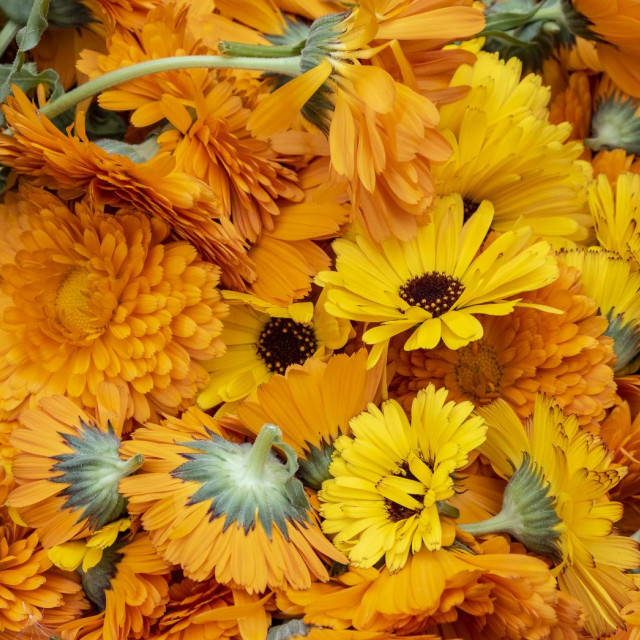 金盞花植物精華柔敏化妝水(250ML)