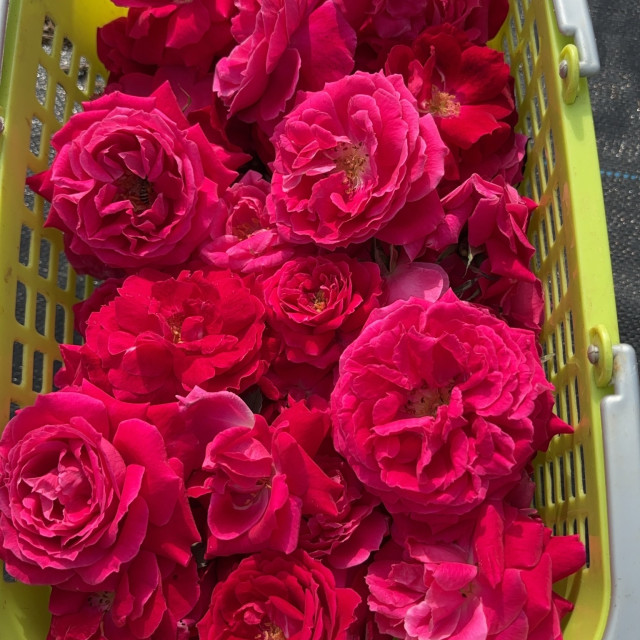 保加利亞玫瑰乾燥花 (10g)