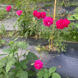 保加利亞玫瑰乾燥花 (10g)